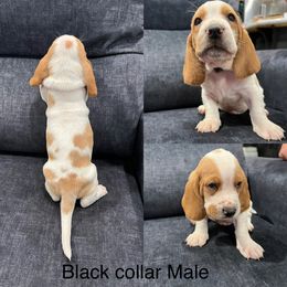 Basset Hound Puppies from Terry Farms