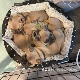 French Bulldog Puppies from River City Frenchies