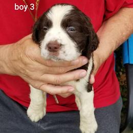Boy 3 - Liver and white male English Springer Spaniel puppy in St. Louis, Michigan from Jo's Gems Springer