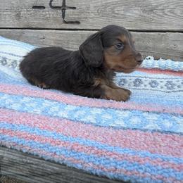 Dachshund Puppies from 4E Dachshunds