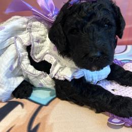 Asia - Silver female Poodle puppy in Mobile, Alabama from Semmy’s Standard Poodle LLC