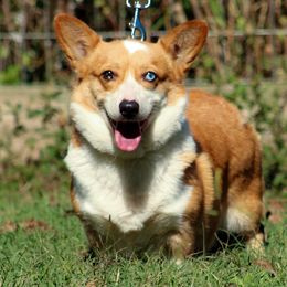 Millie - American Corgi