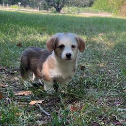 Valor - Sable male Pembroke Welsh Corgi puppy in Hope, Arkansas from Foxy Knoll Farm
