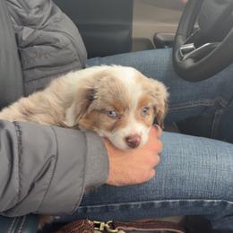 Miniature Australian Shepherd Puppies from Mid-Plains Mini Aussies