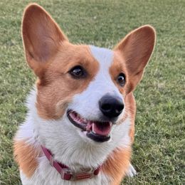 Gracie - Pembroke Welsh Corgi