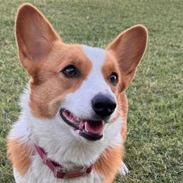Gracie - Pembroke Welsh Corgi