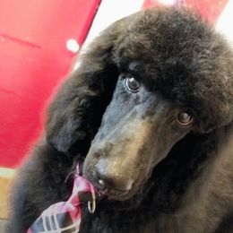 Boy 3 - Black male Poodle puppy in Snow Camp, North Carolina from Diamond D Poodles LLC