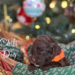 Australian Labradoodle Puppies from Sandcastle Labradoodles
