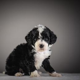 Blue - Black and white male Bernedoodle puppy in Caldwell, Idaho from Boise Doodle Co.