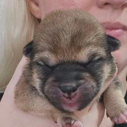 Tbd - Red male Shiba Inu puppy in Marianna, Florida from Diwasou