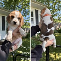Rileys Orange - Red black and white female Beagle puppy in Brownsville, Oregon from Beagles on the Run