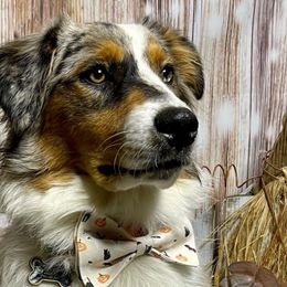 Artemis - Australian Shepherd