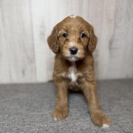 Sparkle - Apricot female Goldendoodle puppy in Houston, Texas from Golden Life Doodles