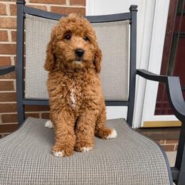 Jazzy - Red  female Goldendoodle puppy in Swartz Creek, Michigan from Michigan Doodles