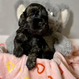 Cockapoo and Goldendoodle Puppies from Capital Doodles