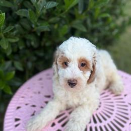 Roosevelt - Parti male Goldendoodle puppy in Sheridan, Arkansas from Arkie Doodles