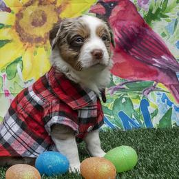 Toy Australian Shepherd Puppies from D'arbonne Aussie