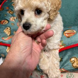 Bluey's - Apricot male Poodle puppy in Port Saint Lucie, Florida from Abbott Standard Poodles