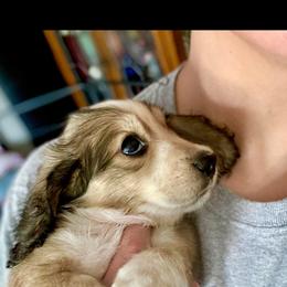 Dachshund Puppies from LovelylilDoxies