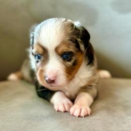 Sterling - Blue merle male Toy Australian Shepherd puppy in Bixby, Oklahoma from Roeboat Aussies