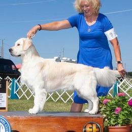 River - Golden Retriever