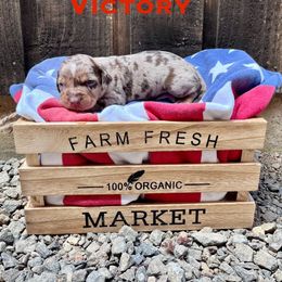 Victory - Red merle female Catahoula Leopard Dog puppy in Washington from Coweeman Catahoulas