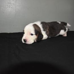 Boy 1 - Black white and tan male Beagle puppy in Fontana, California from JLB Beagles & MBT