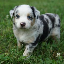 Girl 3 - female Australian Shepherd puppy in Holmesville, Ohio from Coffee Run Spring at Miller Farms