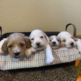 Cockapoo Puppies from Country J Canines