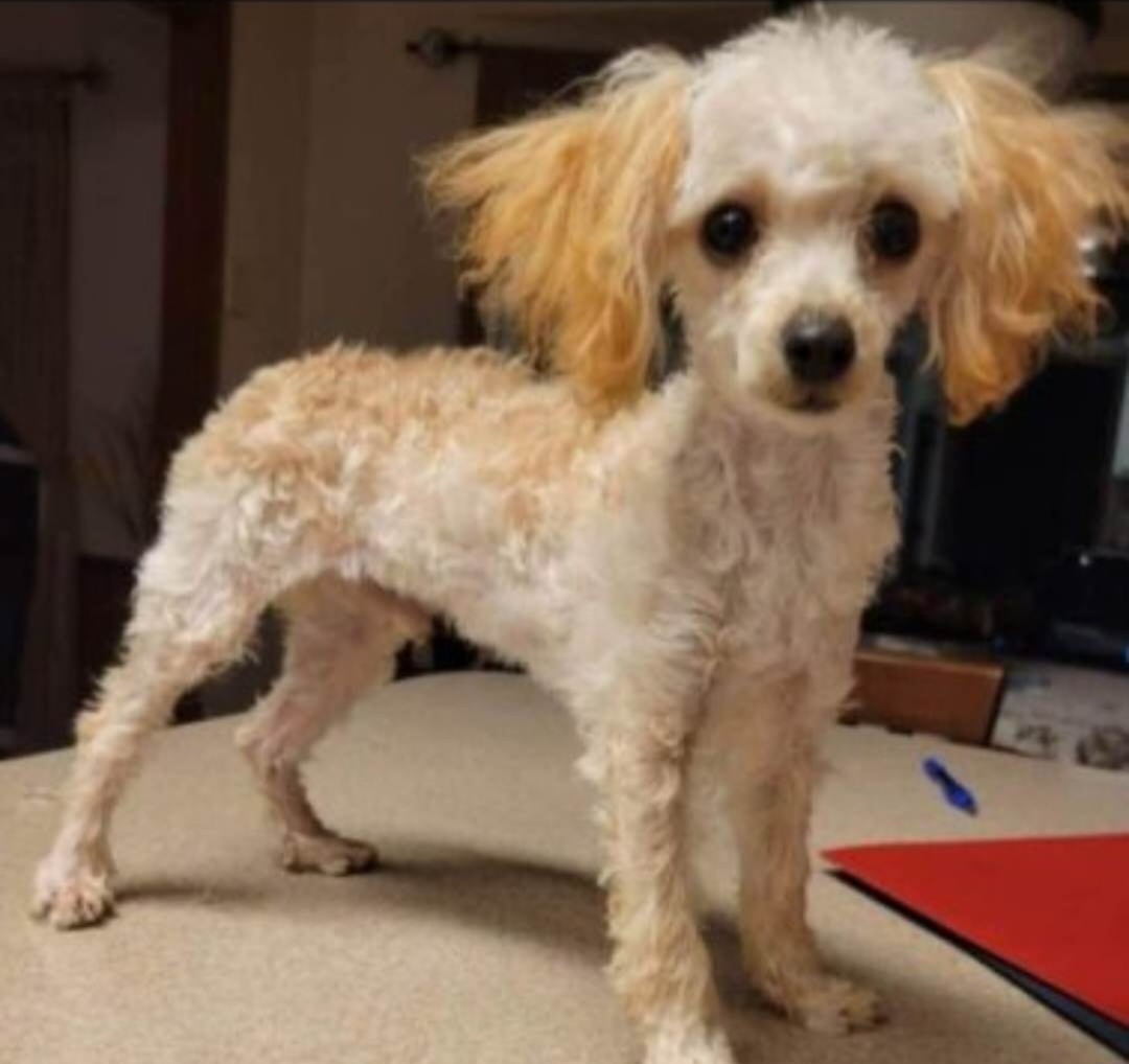 Ollie - Poodle