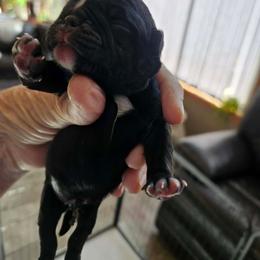 Black boy - Black male Pug puppy in Onalaska, Washington from Cupid’s Pugs
