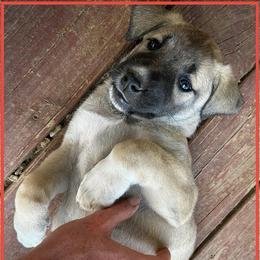Red - Fawn female Anatolian Shepherd Dog puppy in Clark, Wyoming from Fyne Acres