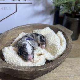 Juliet - Merle female Bernedoodle puppy in Bellevue, Iowa from Blended Acres & Kennels