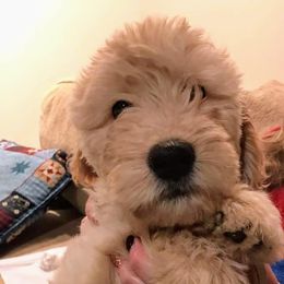 Goldendoodle Puppies from Maureen Clark