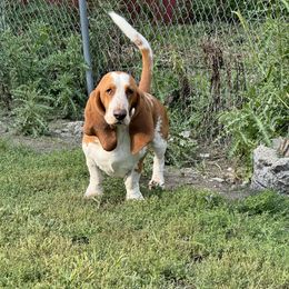 Odin - Basset Hound