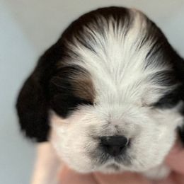 Boy 4 - Black white and tan male Cocker Spaniel puppy in Spotsylvania, Virginia from Wilkshire Farm