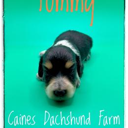 Tommy - Black and cream male Dachshund puppy in Cincinnati, Ohio from Caines Dachshund Farm