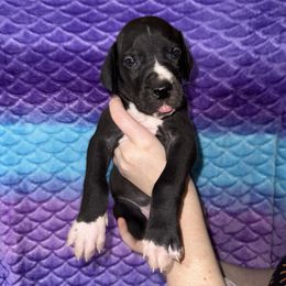 Bates - Black and white male Great Dane puppy in Orange Grove, Texas from Shadow Veil Dane’s