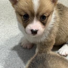 Daisy - Fawn female Pembroke Welsh Corgi puppy in Jenkinsburg, Georgia from Red Elephant Farms