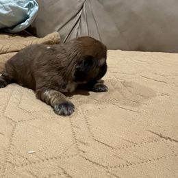 Shih Tzu Puppies from Furever Family