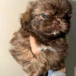Dahlia - Chocolate female Shih Tzu puppy in Azusa, California from RJ Shih Tzu lover