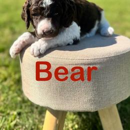 Bear - Brown male Poodle puppy in Ardmore, Oklahoma from The Poodles of Green Acres