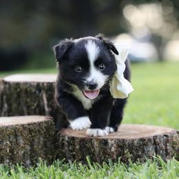 Garbo - Black & white female Miniature Australian Shepherd puppy in White Oak, Texas from Triple Lake Ranch Miniature Australian Shepherds