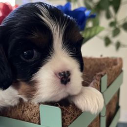 Josie - Cavalier King Charles Spaniel puppy from Cloud Nine Cavaliers