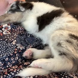 Collie Puppies from Highland Moor Kennel