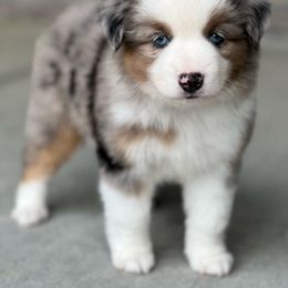 Miniature Australian Shepherd Puppies from Copper Creek Aussies