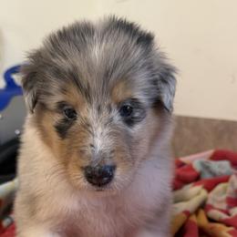 Jade - Blue merle white and tan female Collie puppy in Carencro, Louisiana from Cajun Bayou's Collies LLC