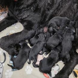 Female 1 - Black female Giant Schnauzer puppy in Mcneal, Arizona from Olympian Giant Schnauzers and Westie’s!