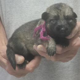 Girl 1 Fusha yadah - Sable female German Shepherd puppy in Lake George, Colorado from High Country German Shepherds