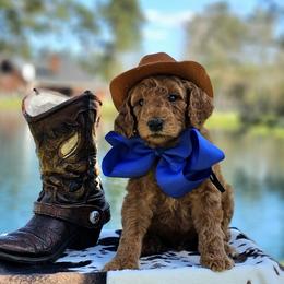 Wimberly's Blue Boy - Apricot male Goldendoodle puppy in Kountze, Texas from Texas Doodles LLC